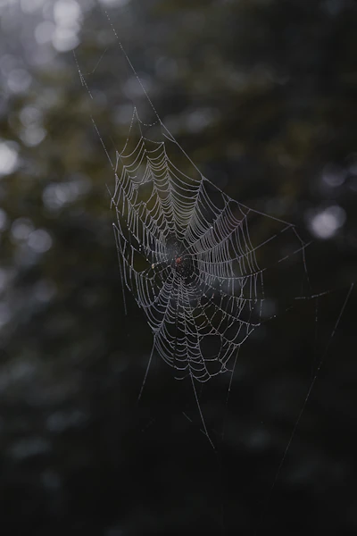 A spider in its web, representing spider control services