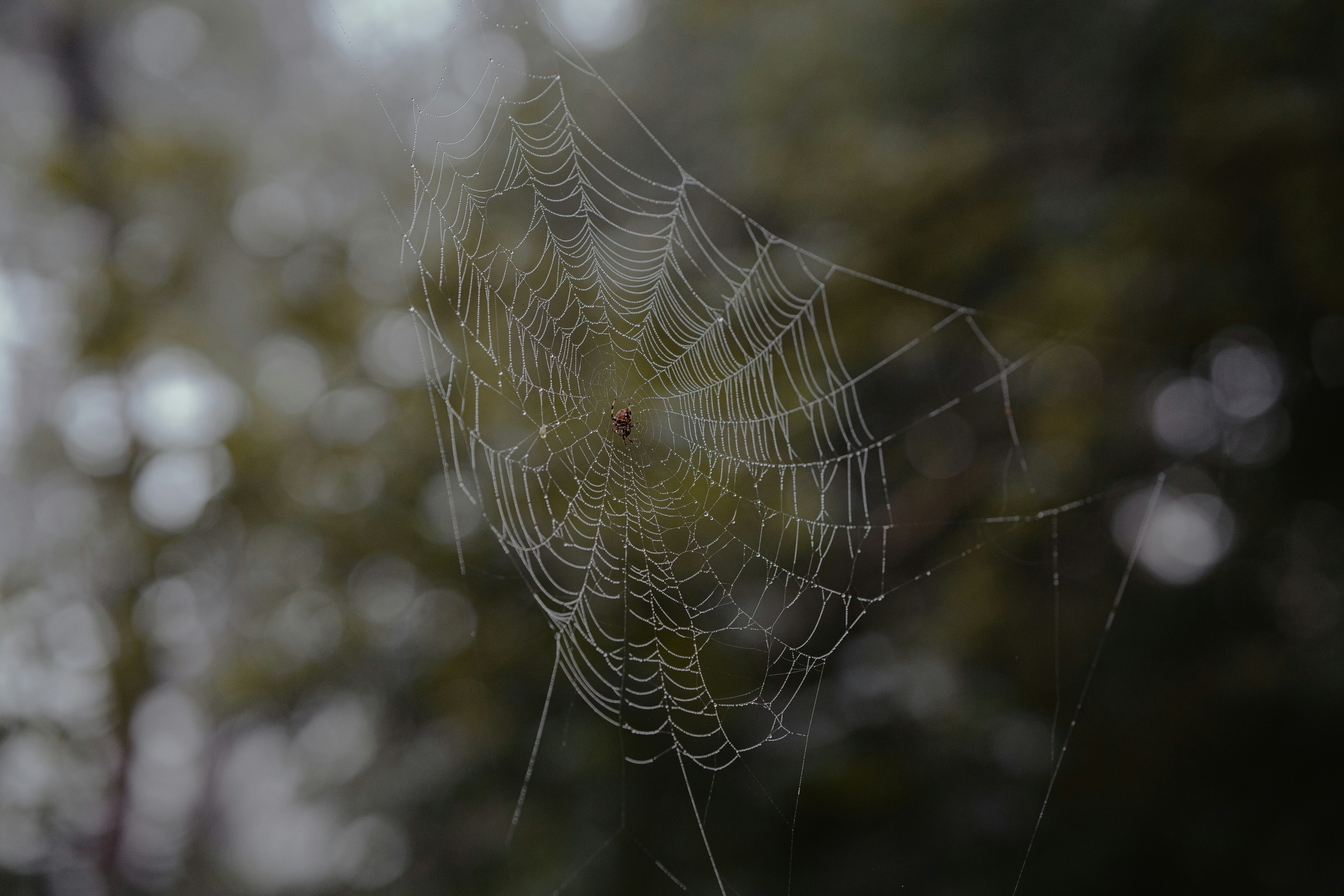 a spider in a web