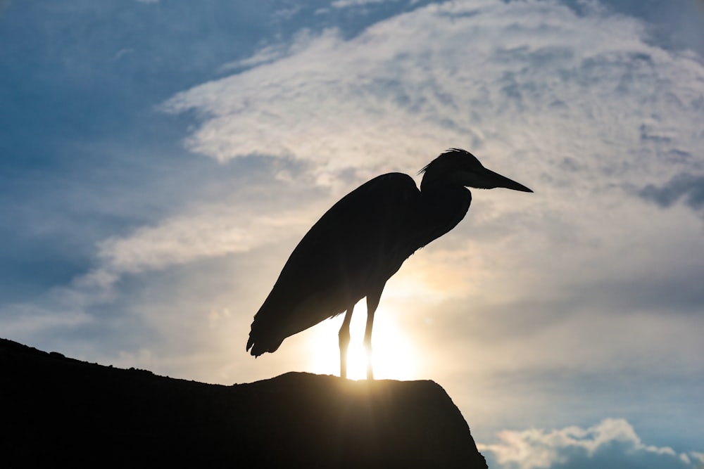 a bird on a rock