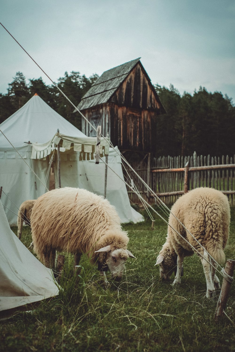 a group of sheep eating grass on a sunny day