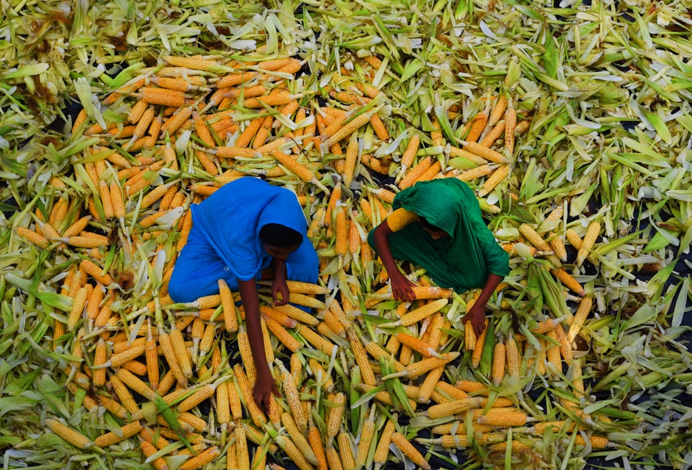 a few people working in a field