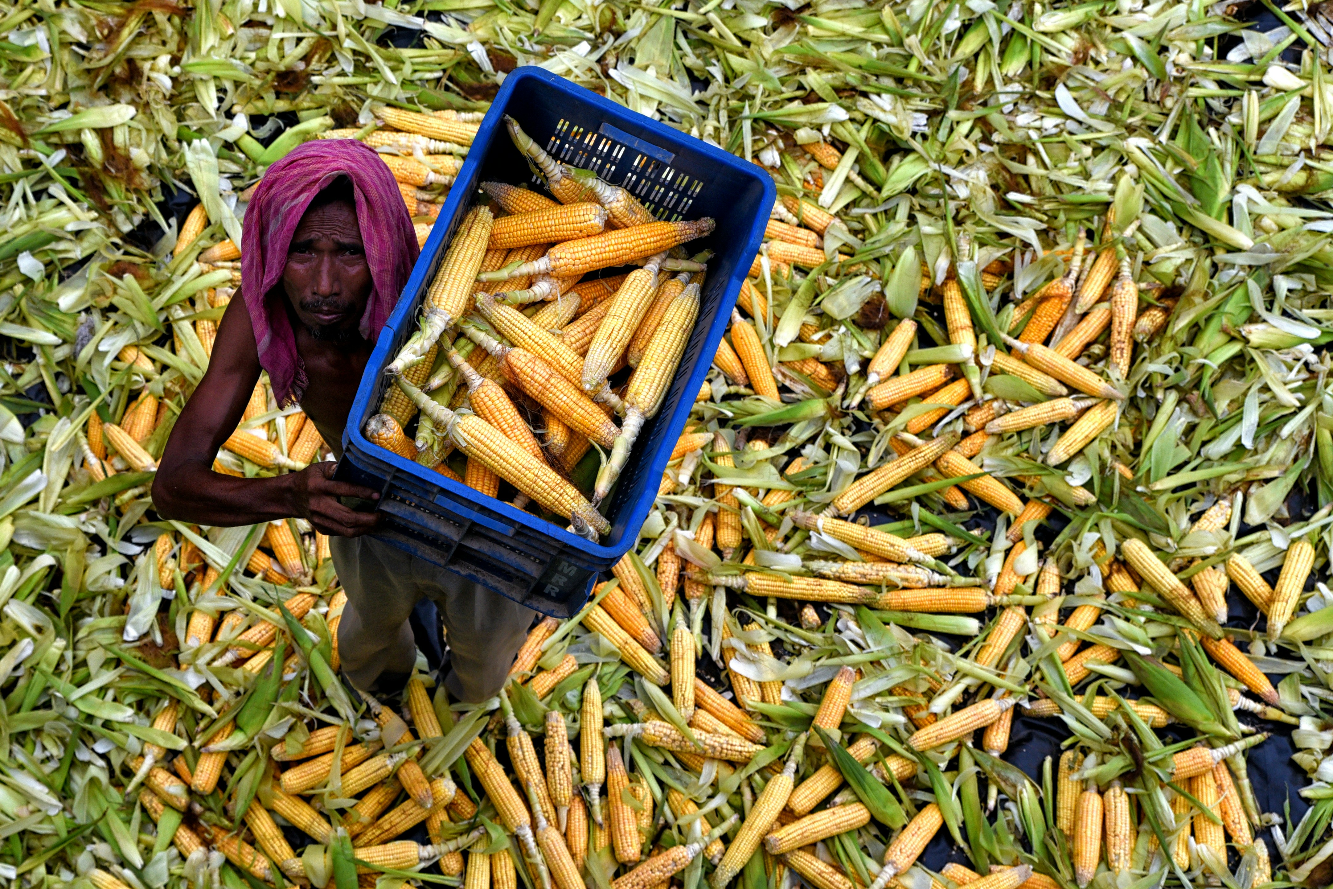 a person in a bucket of corn (Photo by Tanusree Mitra on Unsplash)