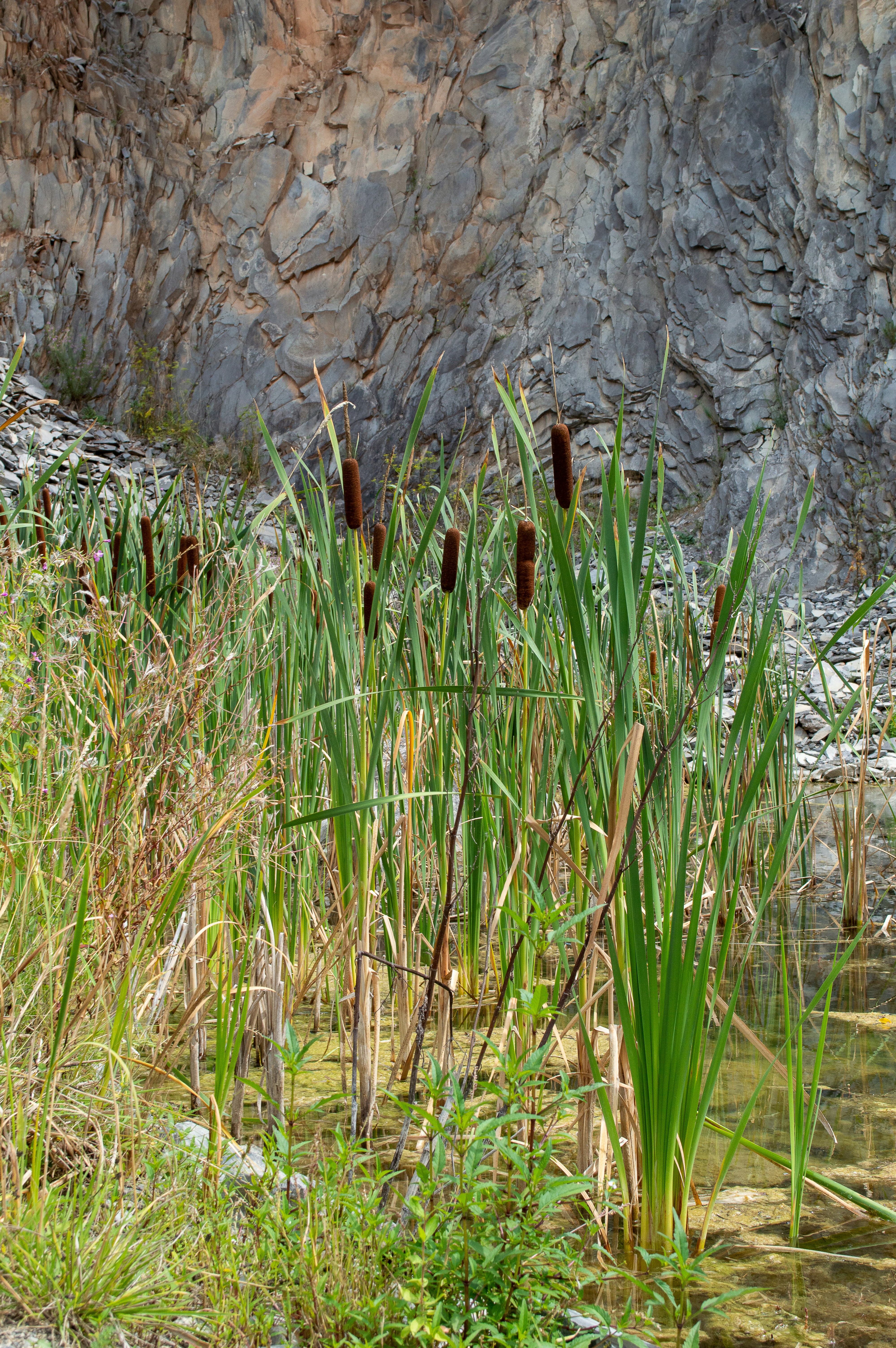 a close-up of some grass