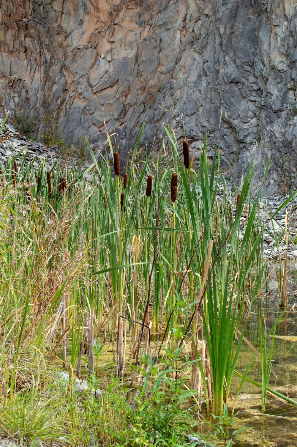 a close-up of some grass