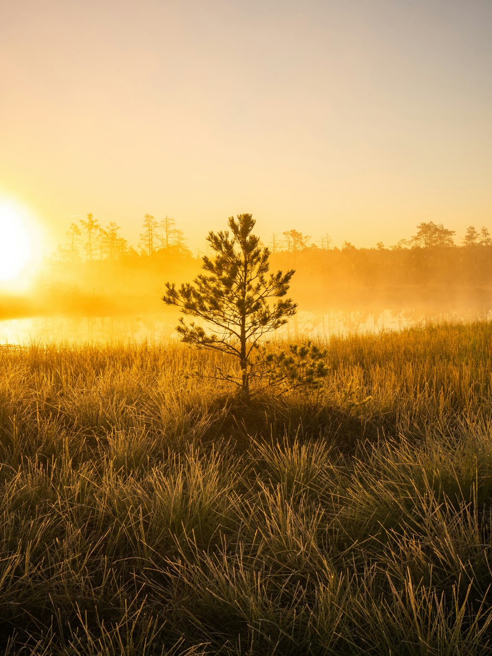 a tree in a field