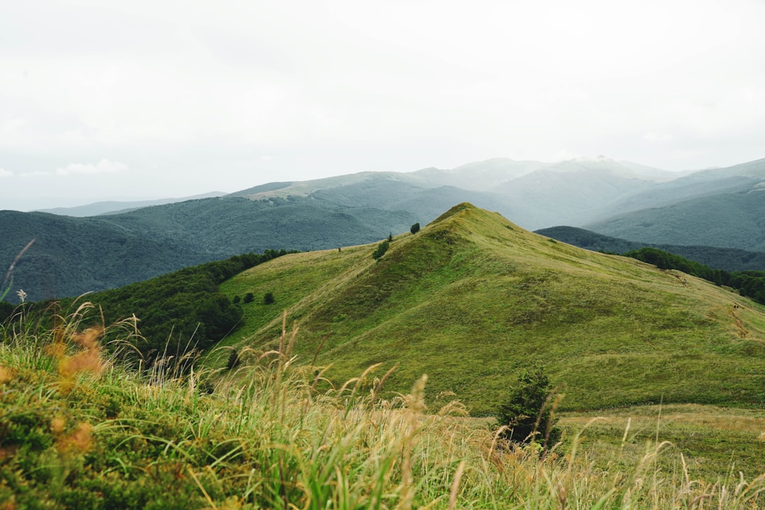 a grassy hill with trees on it,