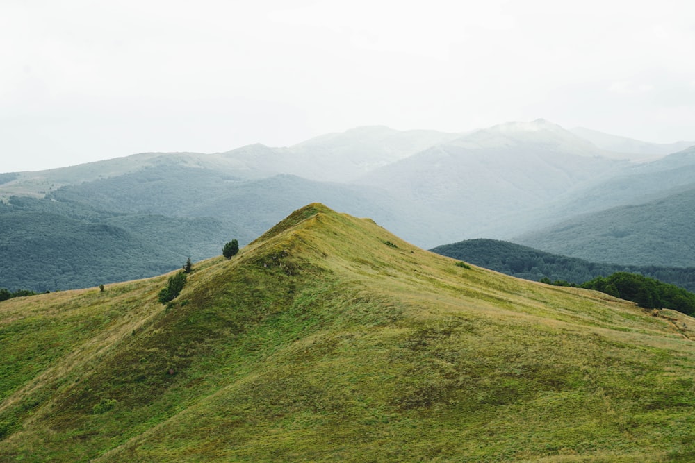 a grassy hill with trees on it