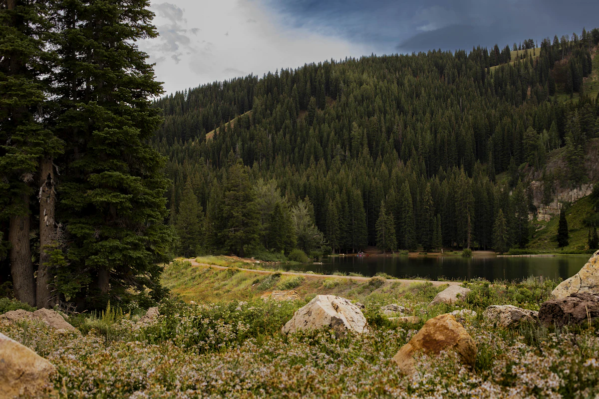 Tony Grove Lake below a forested slope, with boulders and low plants in front