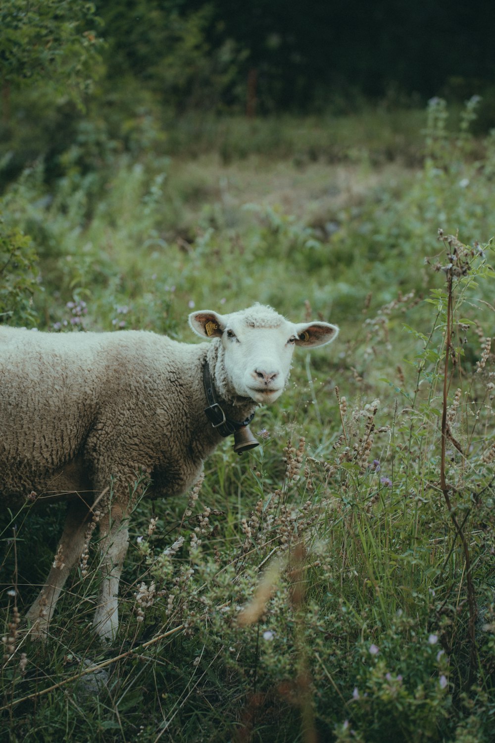 a sheep in a field