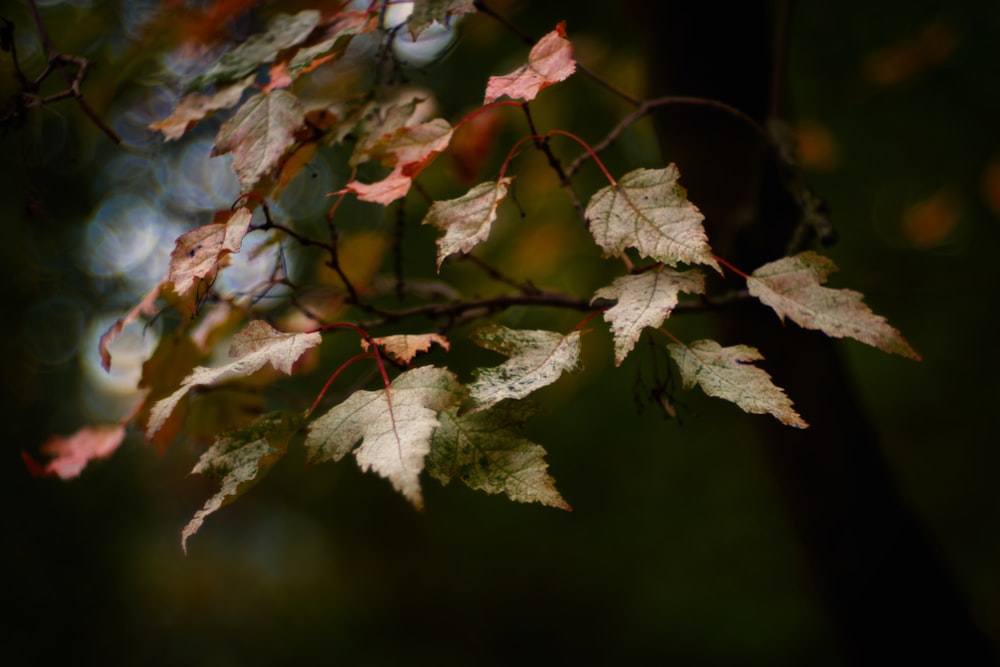 a close up of leaves