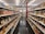 A brightly lit grocery aisle features rows of shelves stocked with a variety of beverage bottles. The selection includes numerous brands of bottled drinks, such as sodas and specialty beverages, displayed in organized sections along both sides of the aisle. The floor is polished and reflective, and the overall ambiance is neat and orderly.