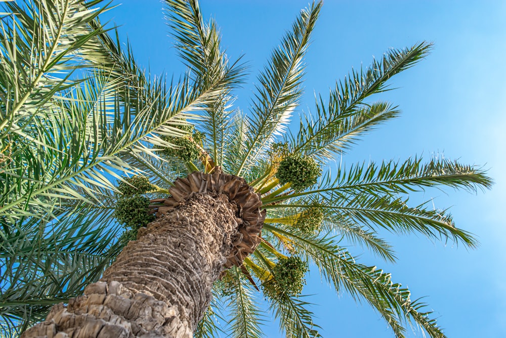 a pine tree with a bird's head