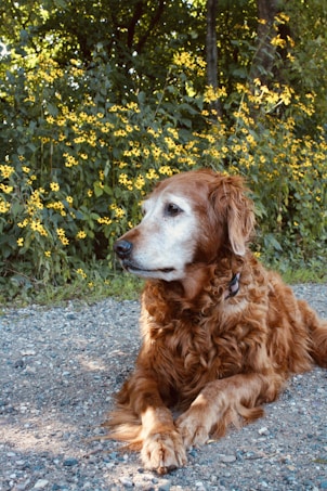 A golden retriever with a graying muzzle lying on a gravel path. The dog is looking off into the distance, with lush green foliage and yellow wildflowers in the background. The scene is serene and natural, with dappled sunlight filtering through the trees.