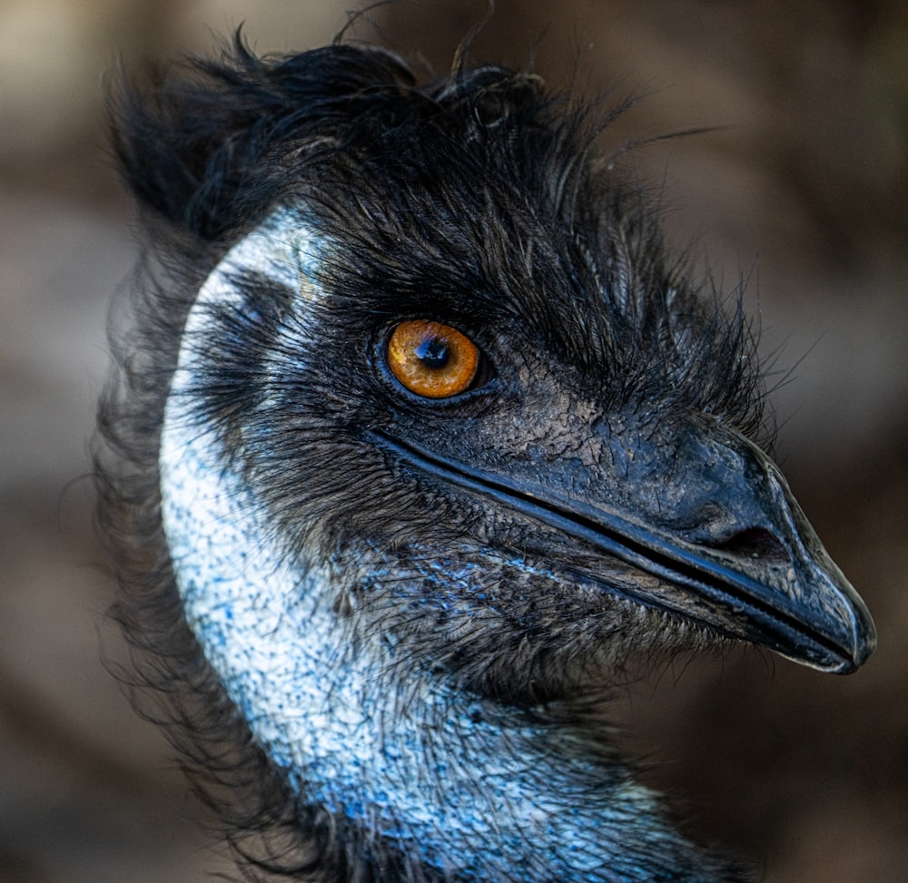 a close up of a bird