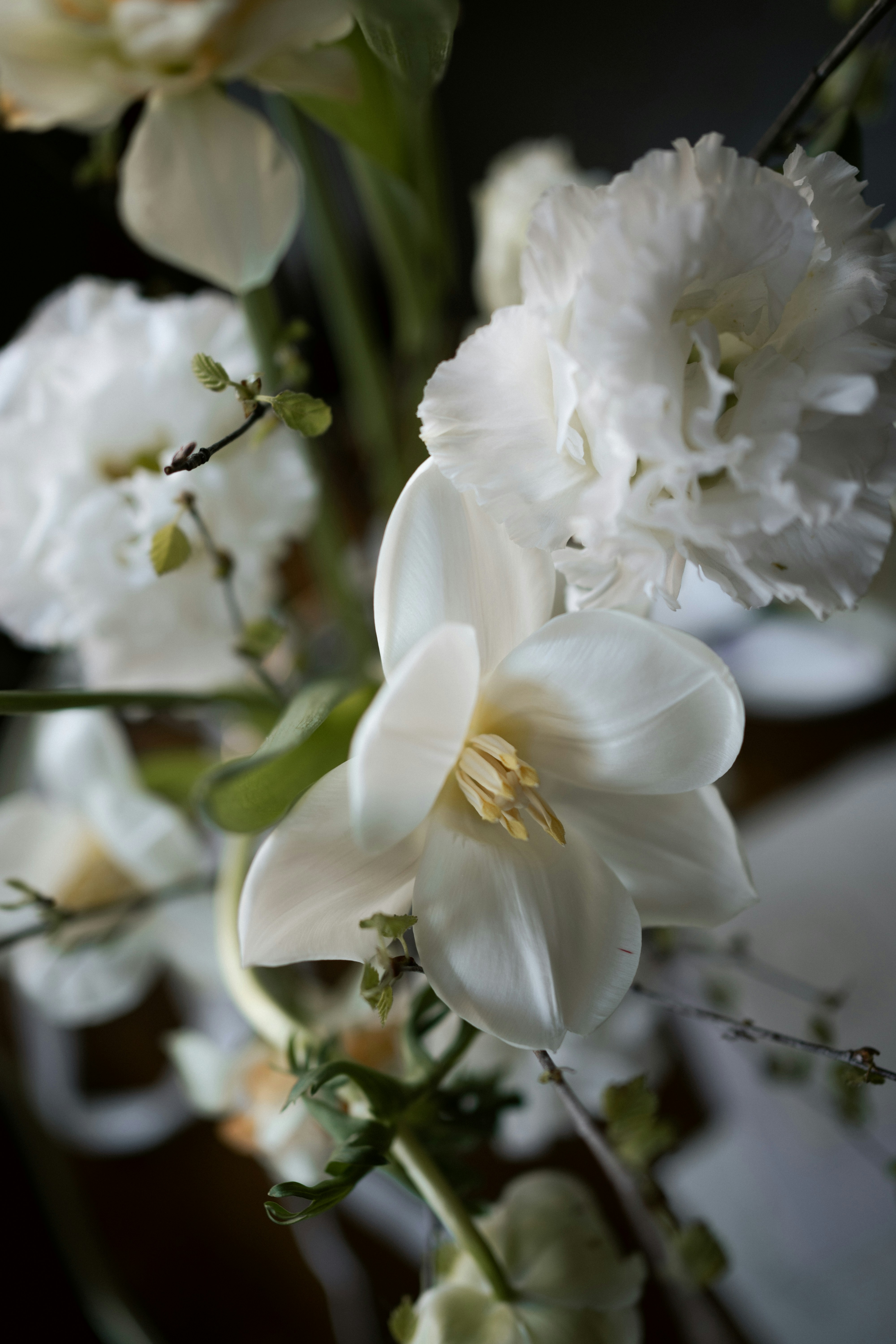a close up of white flowers