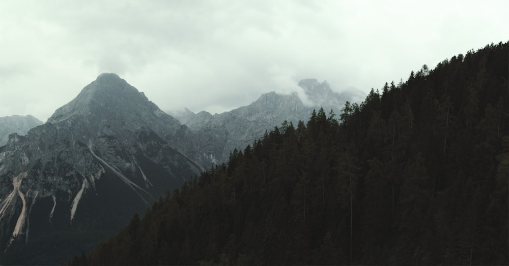 a mountain with trees on it