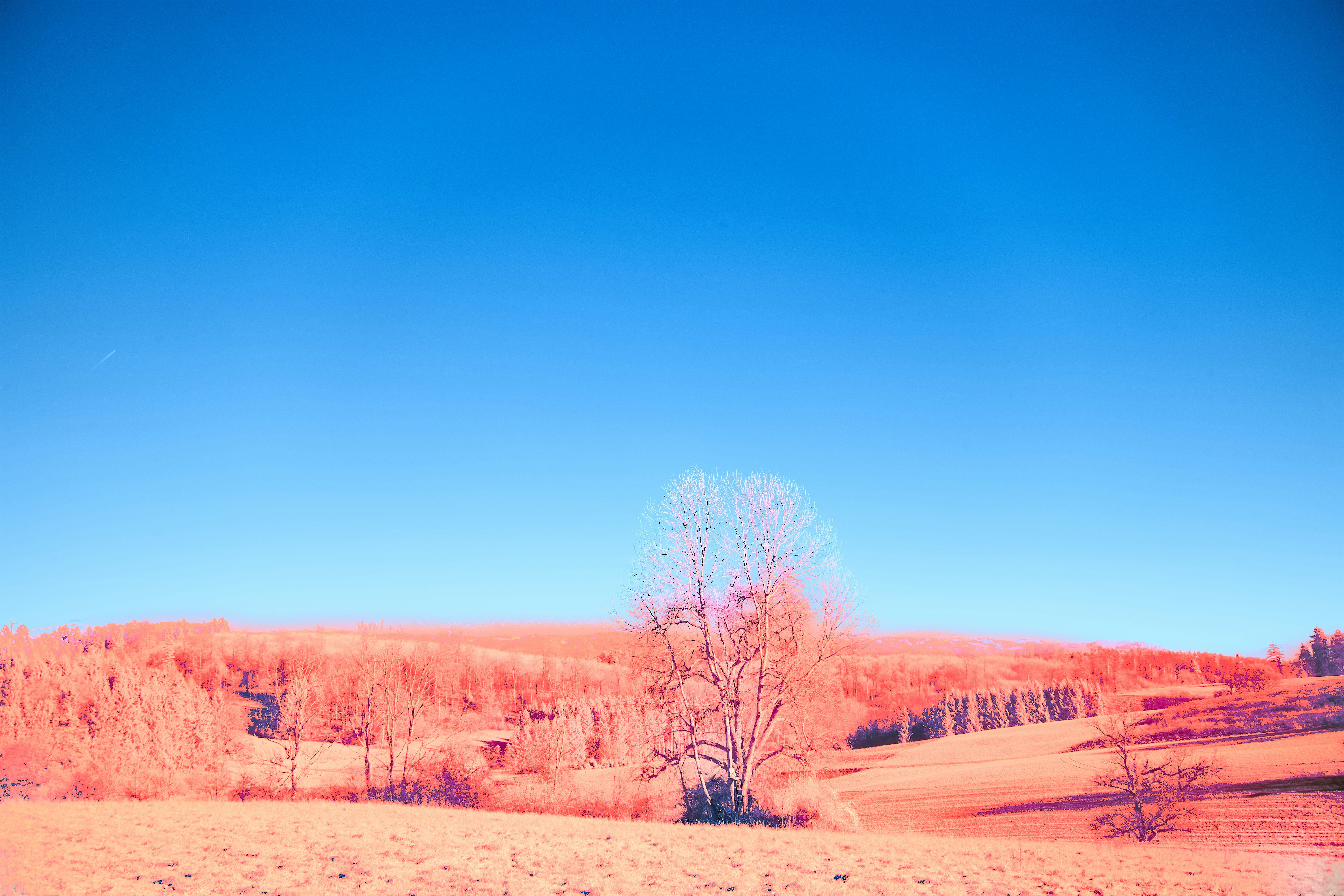 Photo by wolfgang_hasselmann