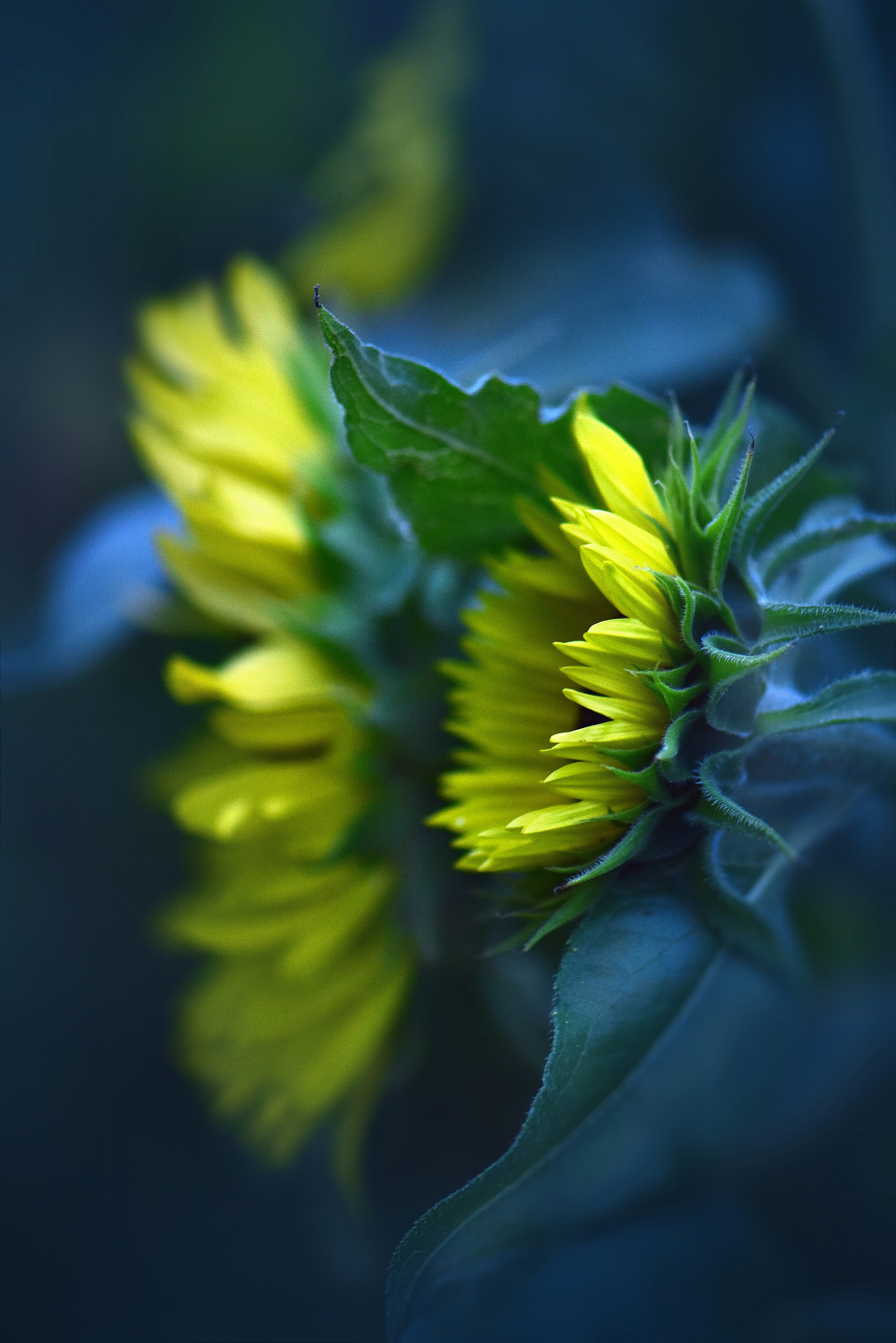a close-up of a plant