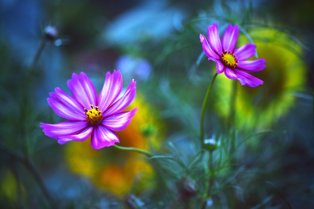 a couple of purple flowers