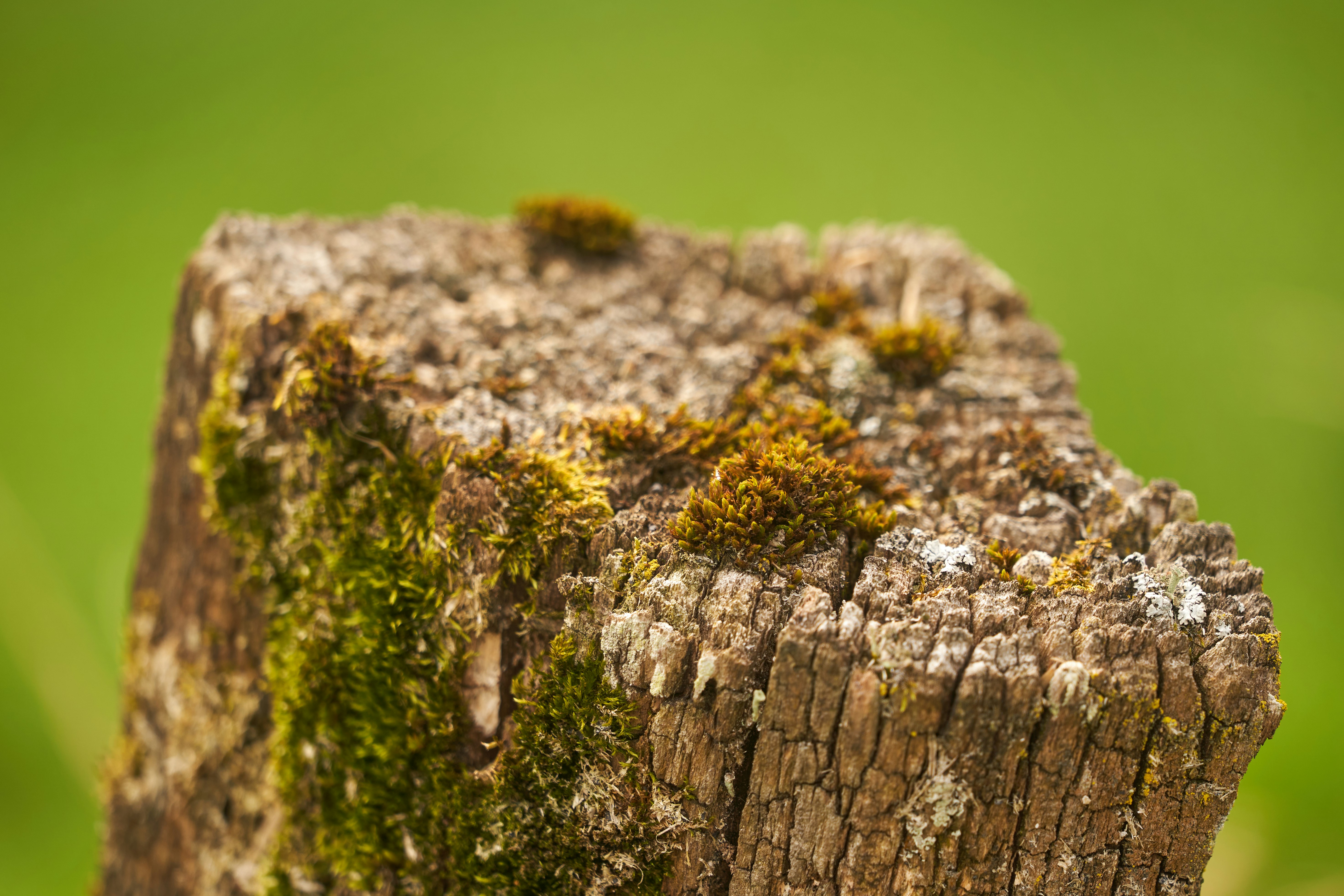 Photo by wolfgang_hasselmann