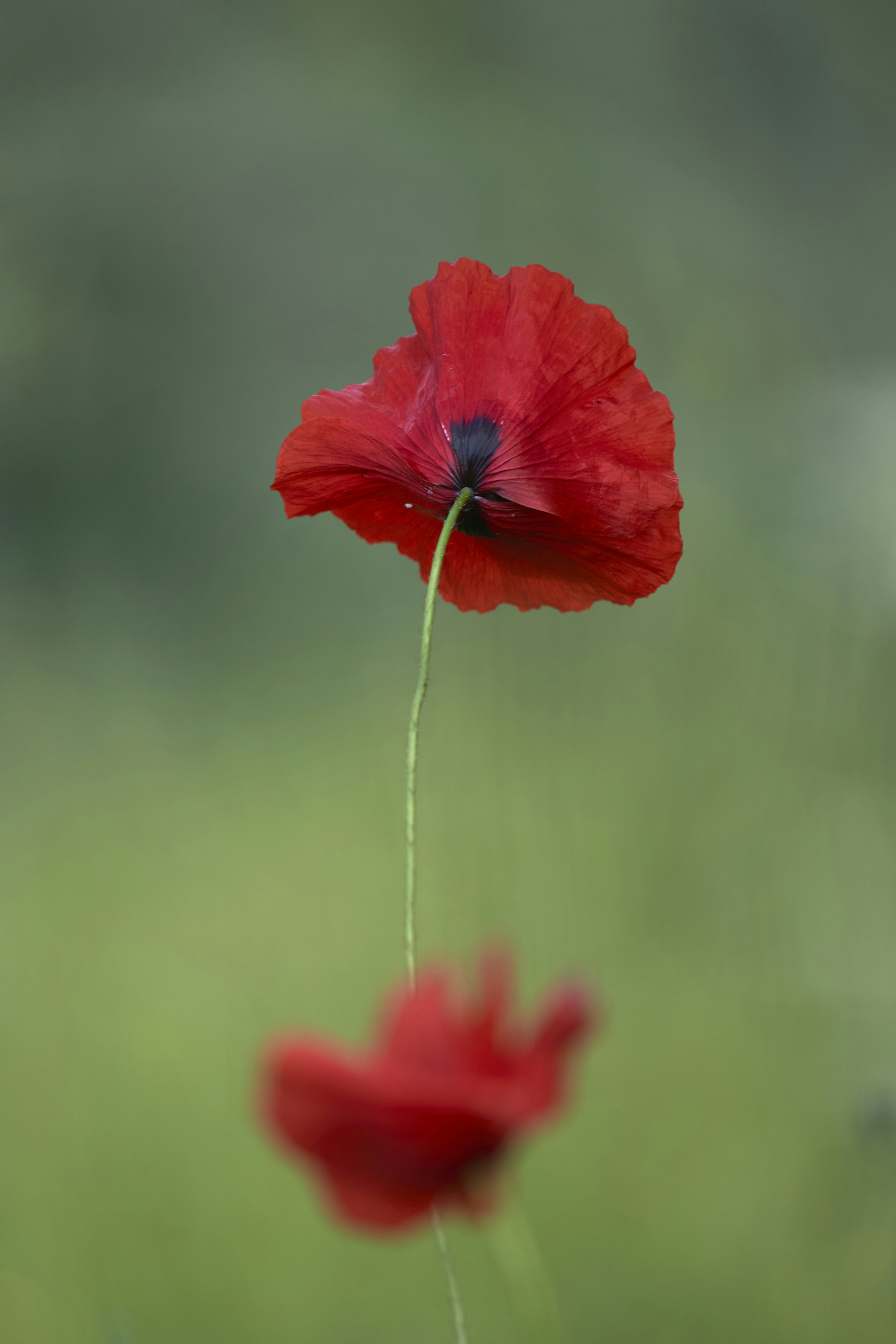 Photo by wolfgang_hasselmann