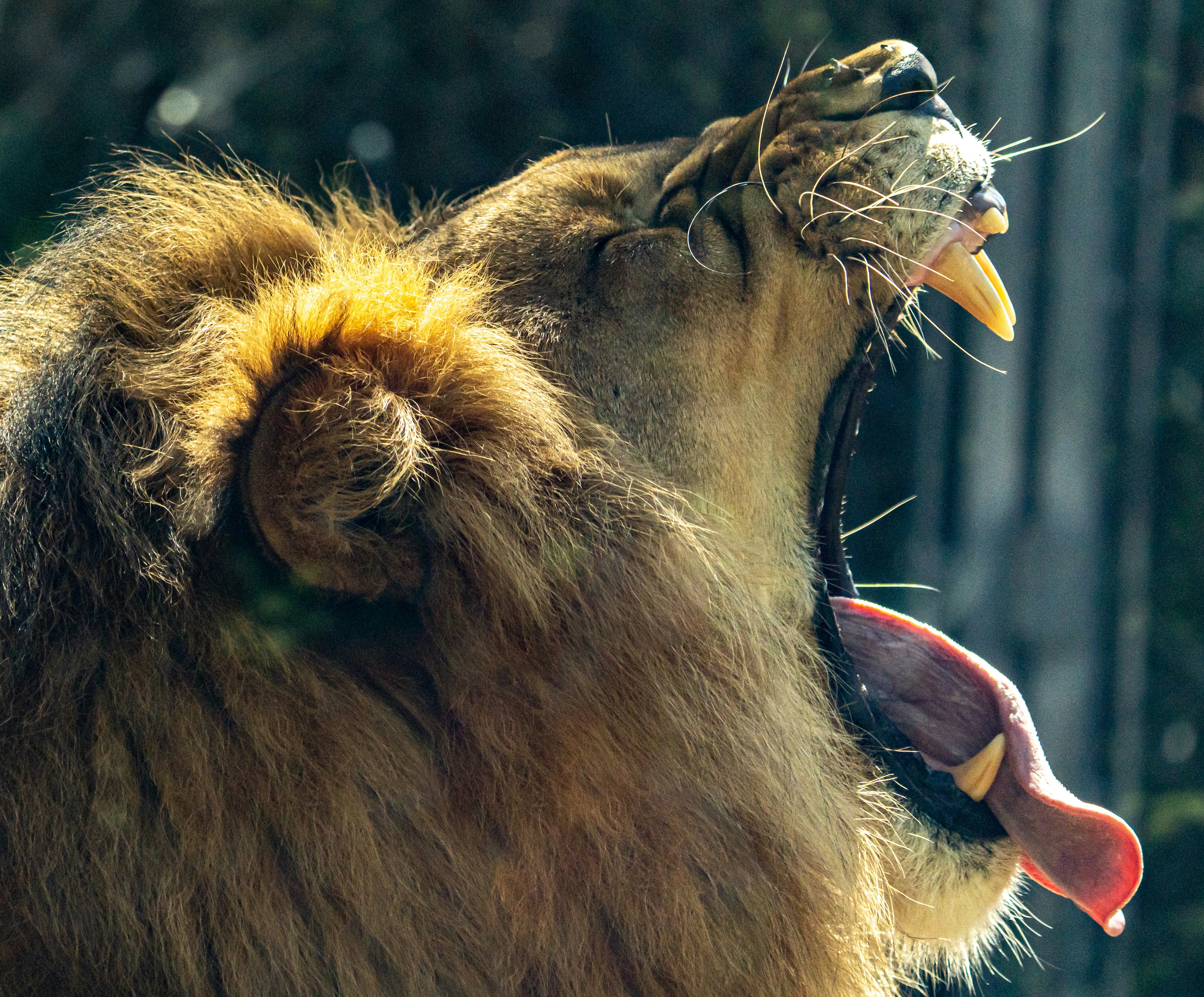 Lion: The Bone-Breaking “King” of the Savannah (image credits: unsplash)