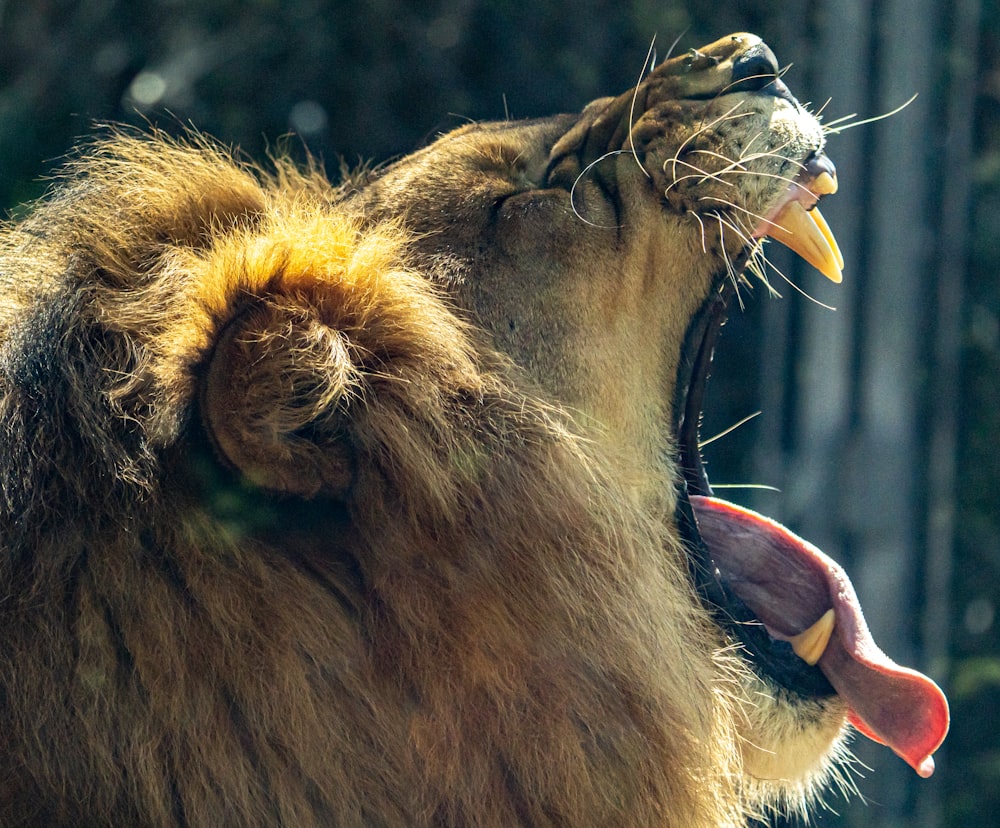 a lion licking another lion