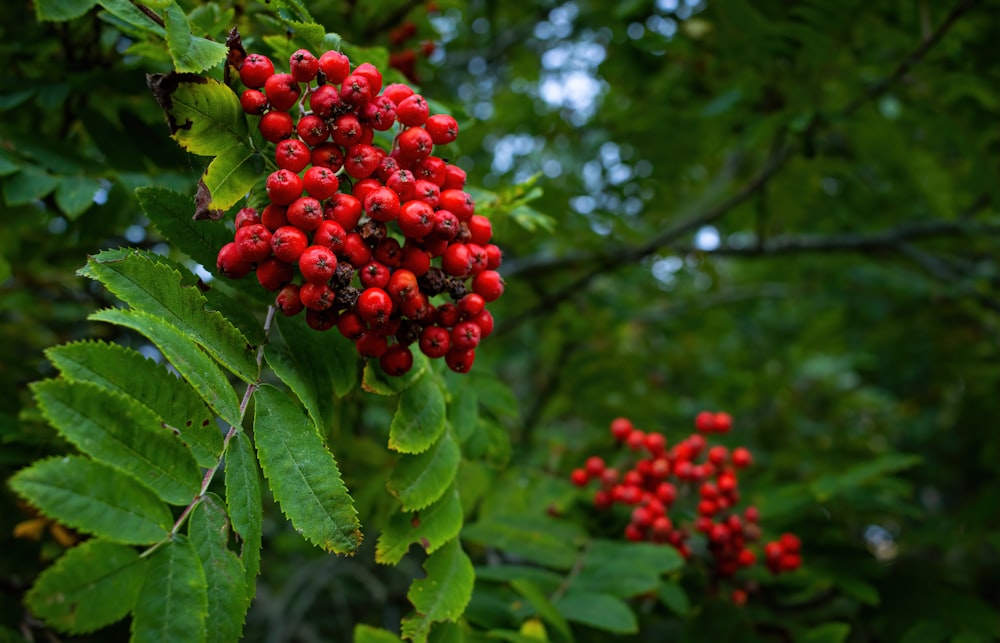 a group of berries on a tree