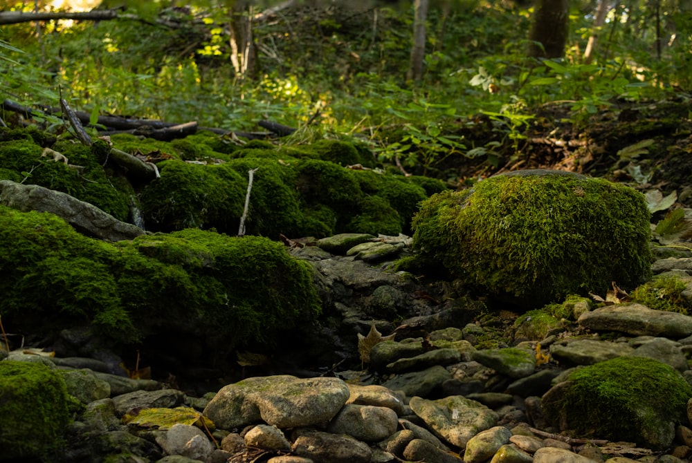 a group of rocks in a forest