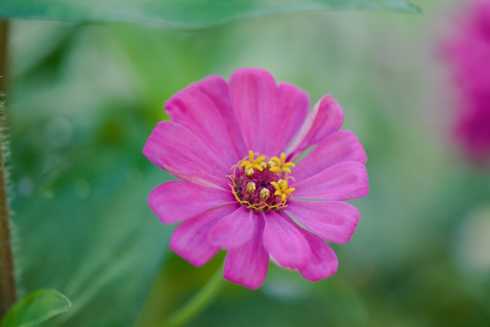a purple flower with yellow center