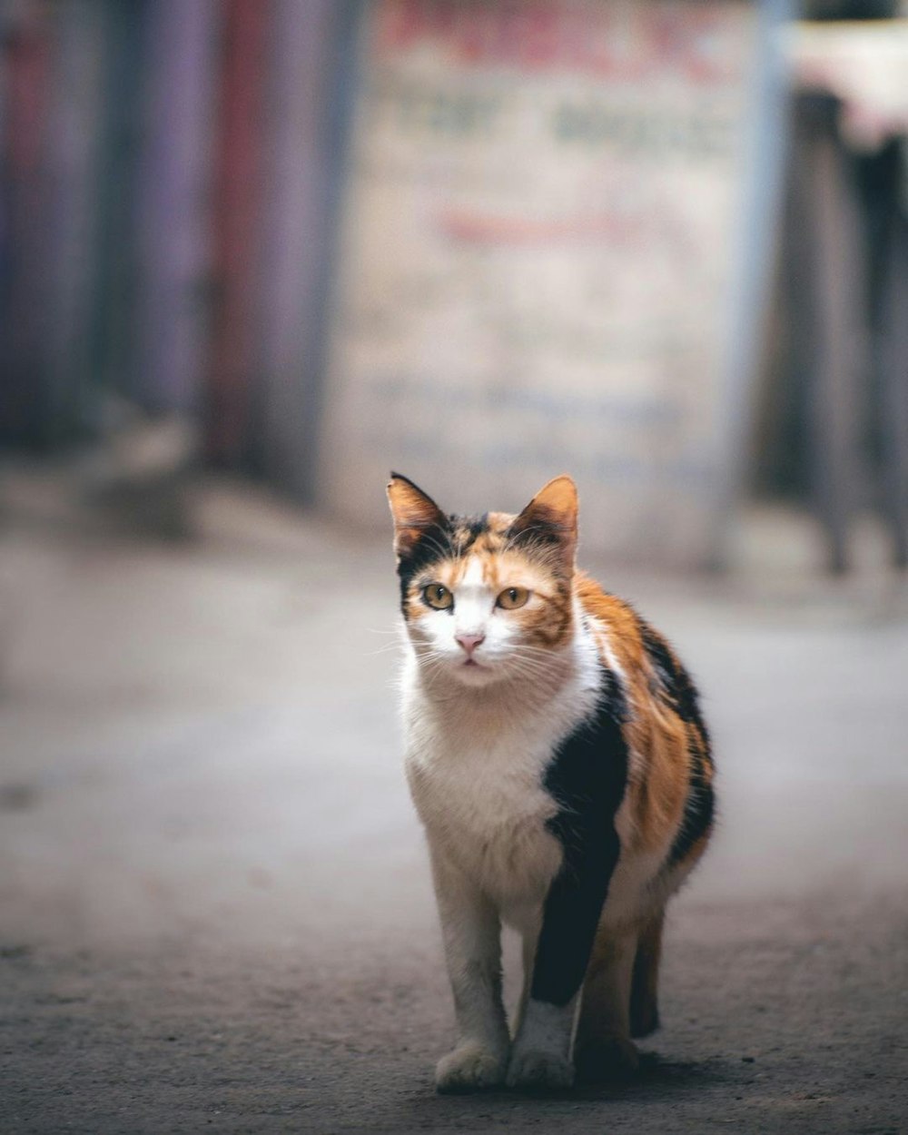 a cat walking on a street