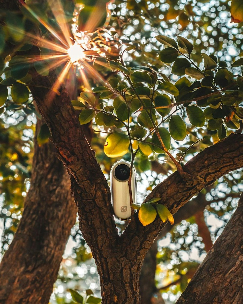 a bird in a tree