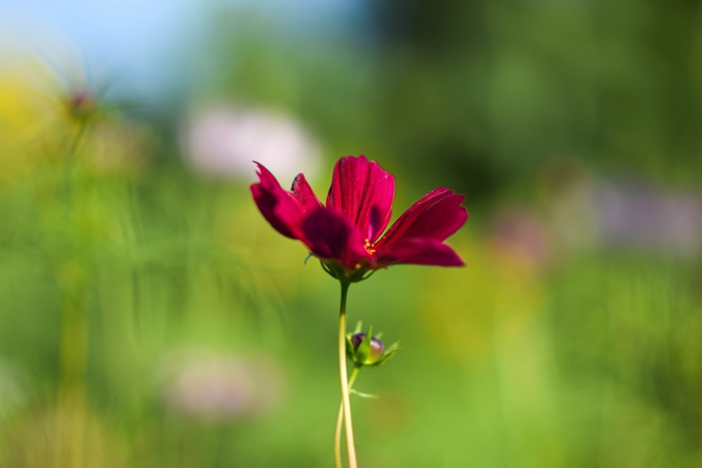 una flor roja con hojas verdes