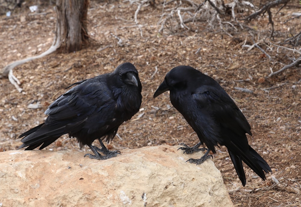 Un couple d’oiseaux assis sur un rocher