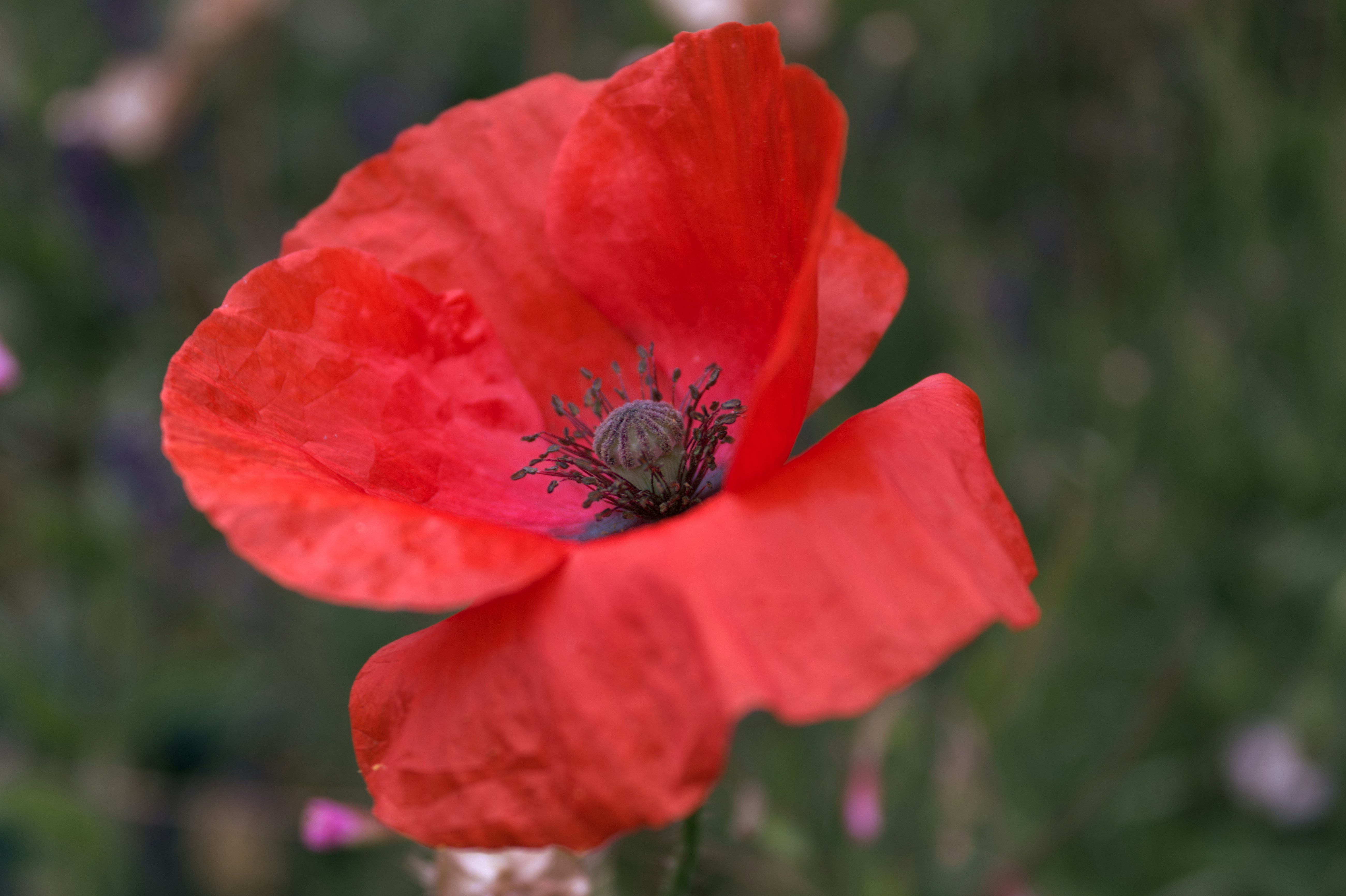 a bee on a red flower