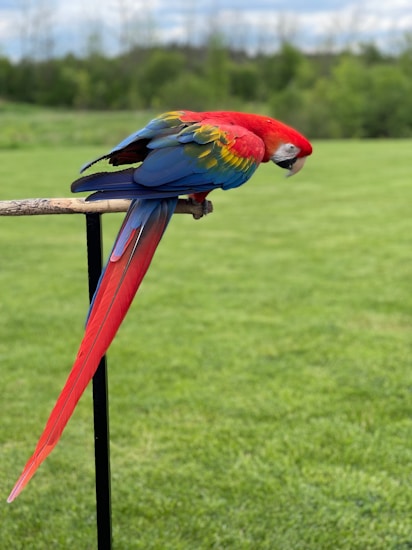 A vibrant scarlet macaw with red, blue, and yellow plumage perched on a wooden branch against a backdrop of lush, green grass.