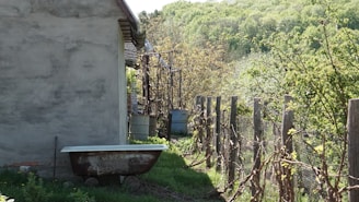 A rustic outdoor scene features an old, weathered bathtub next to a stone or concrete building. The building is partially obscured by vegetation. A wooden fence adorned with climbing plants runs alongside, while lush greenery and a dense forest fill the background.