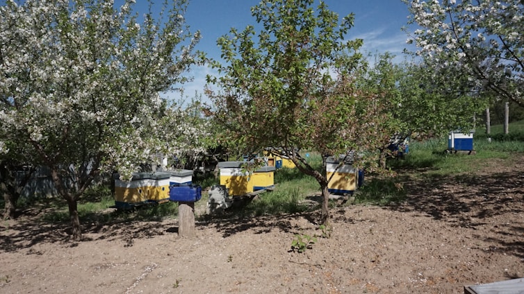 A row of bee hives, painted in blue and yellow, is nestled among blossoming fruit trees in a sunny orchard. The ground is covered with dry soil and scattered petals. The sky is clear and blue, indicating a bright, spring day.