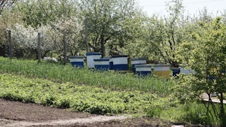 Wooden beehives, painted in blue, white, and yellow, are positioned in a line amidst lush greenery. Tall, leafy trees surround the area, indicating a natural and flourishing environment. The scene suggests a peaceful rural setting, possibly a garden or orchard, during spring or summer.