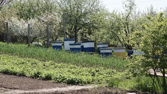 Wooden beehives, painted in blue, white, and yellow, are positioned in a line amidst lush greenery. Tall, leafy trees surround the area, indicating a natural and flourishing environment. The scene suggests a peaceful rural setting, possibly a garden or orchard, during spring or summer.