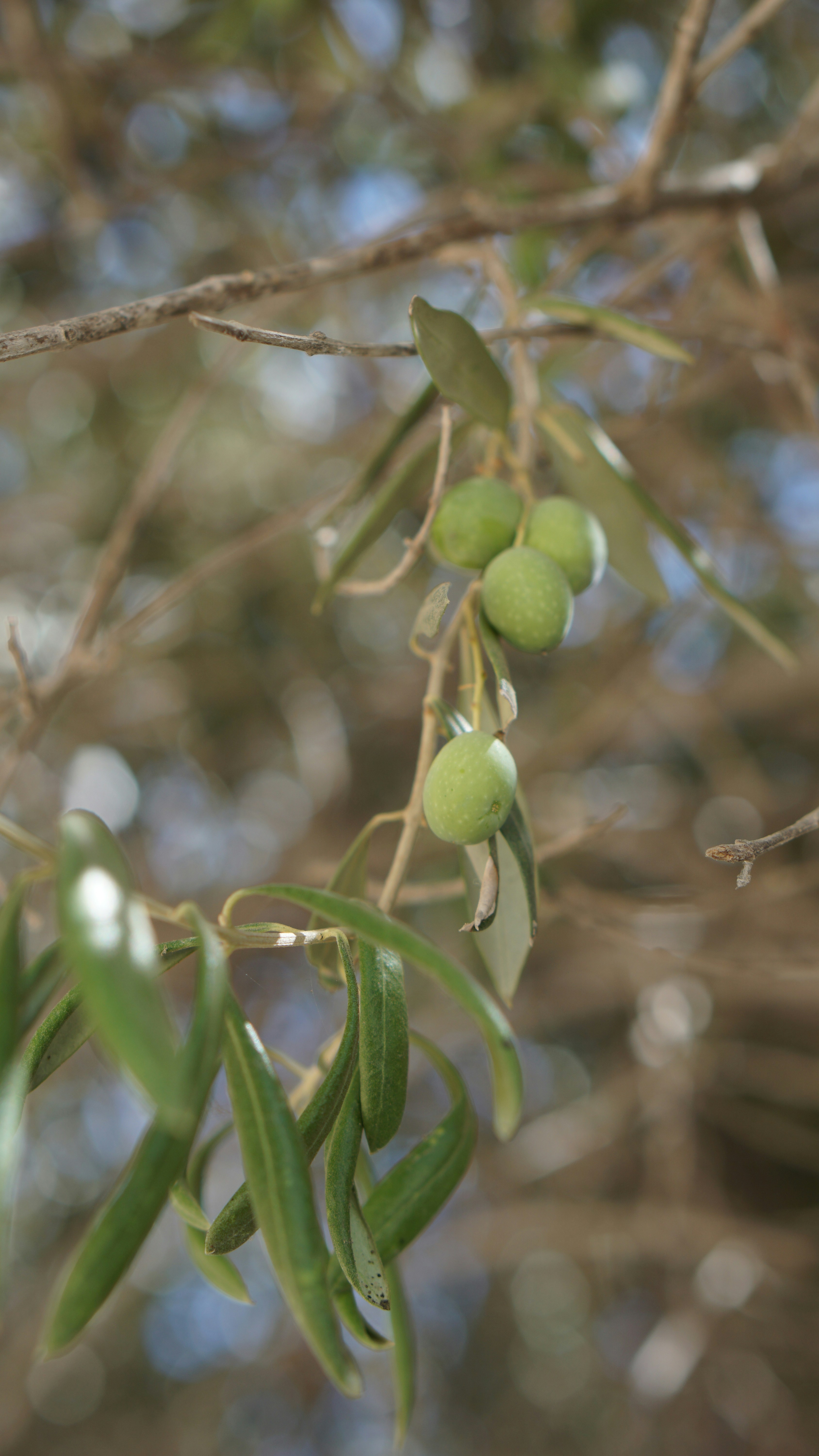 a close up of a plant