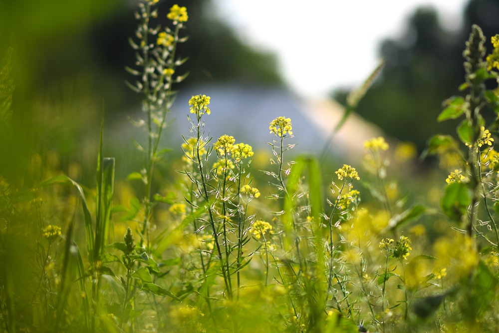 a close-up of some flowers