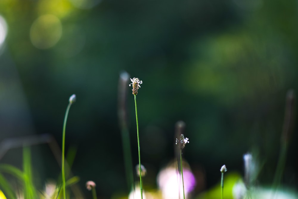 a close up of a flower