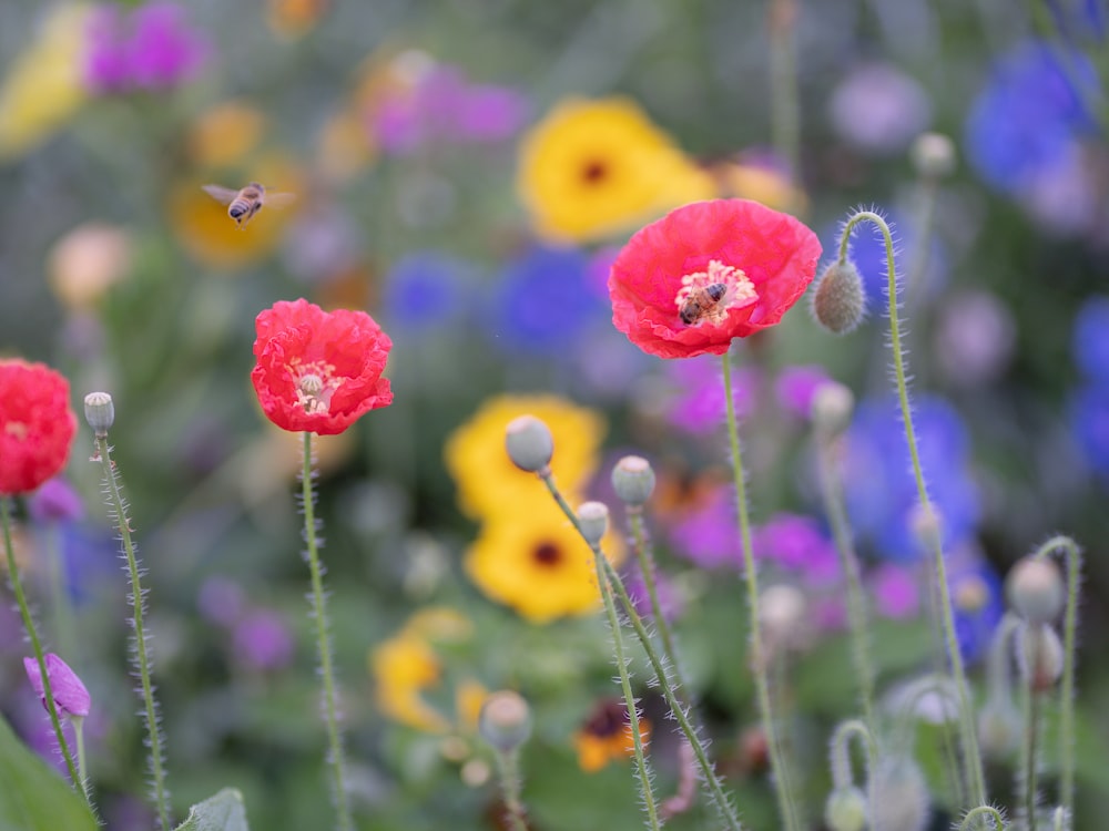 a group of flowers