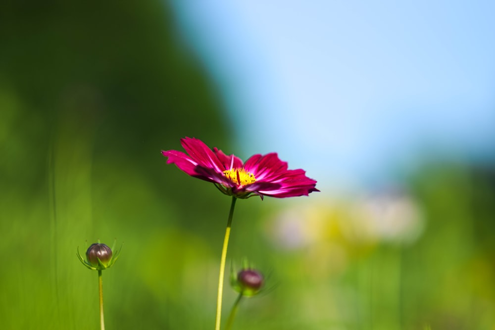 a close-up of a flower