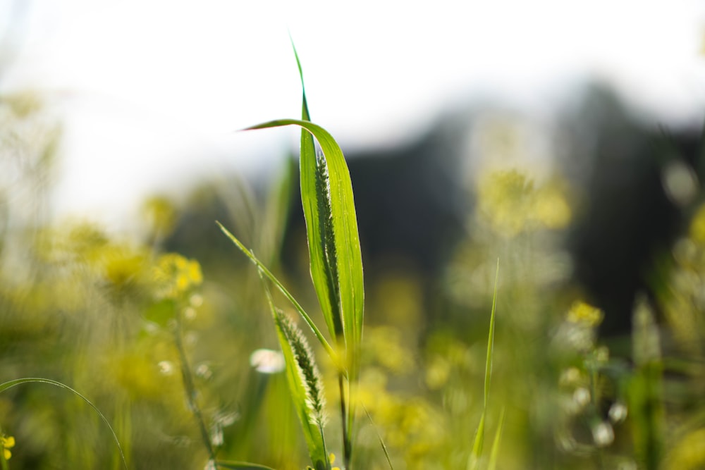 a close up of a plant