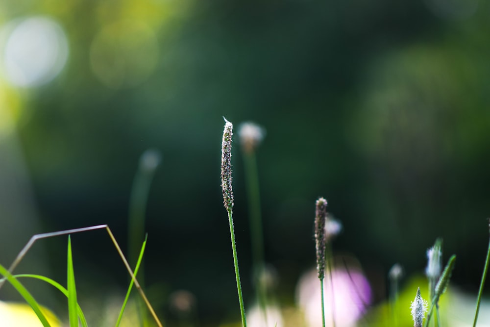 Primer plano de una flor