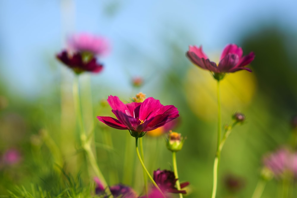 a close up of a flower