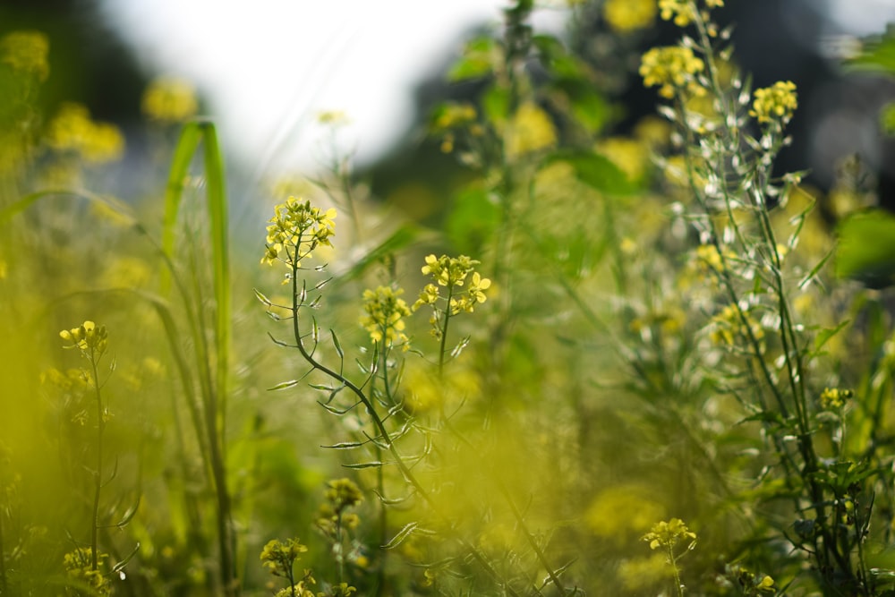 Un primer plano de algunas plantas