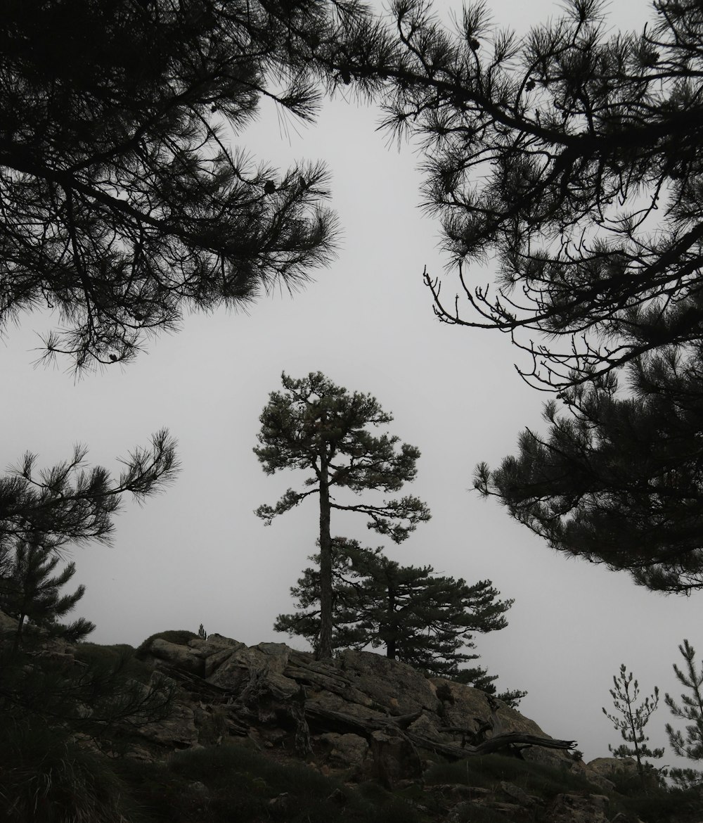 a group of trees on a rocky hill